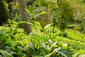 Tea leaves in closeup photo. Fresh Green tea tree leaves in eco herbal farm. Tree tea plantations...