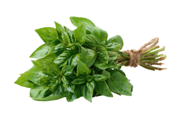 Bundle of basil with natural dew, twine binding stems, glossy green leaves curled and layered, transparent background.
