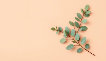 Eucalyptus branch on a soft, light peach background creates a simple and elegant botanical flat lay with ample space for text overlay or design work