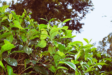 Obraz premium Tea leaves in closeup photo. Fresh Green tea tree leaves in eco herbal farm. Tree tea plantations in morning sunlight. Drinking organic tea relax heath plant. Green tea trees with two leaves and a bud