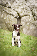 Spring portrait of dog in nature. He is so cute in the nature. He has so lovely face	
