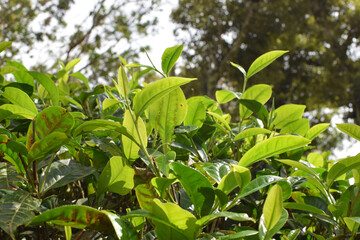 Fresh Green Tea Leaf Closeup in Eco Herbal Plantation. Natural Organic Tea Trees with Sunlight for Healthy Relaxing Drink. Macro Photography of Fresh Green Tea Leaves in Herbal Plantation. Tea Leaves