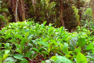 Fresh Green Tea Leaf Closeup in Eco Herbal Plantation. Natural Organic Tea Trees with Sunlight for Healthy Relaxing Drink. Macro Photography of Fresh Green Tea Leaves in Herbal Plantation. Tea Leaves