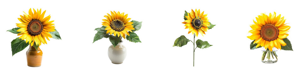 Vibrant sunflowers in assorted vases a display