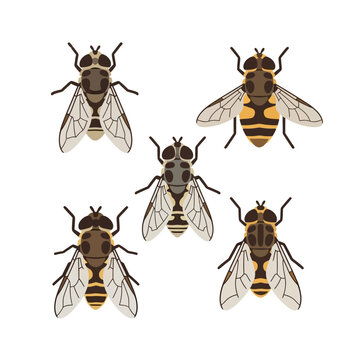 Diverse collection of fly species from an overhead perspective.