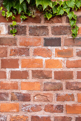 A textured brick wall covered with green ivy. The bricks are a mix of red and brown tones, creating a rustic appearance.