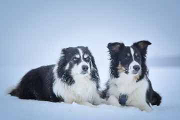 Tricolor border collies are lying on the field in the snow. He is so fluffy dog	
