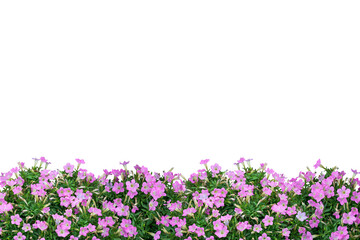 Fototapeta premium Pink flower bush isolated