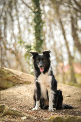 Spring portrait of dog in nature. He is so cute in the nature. He has so lovely face	
