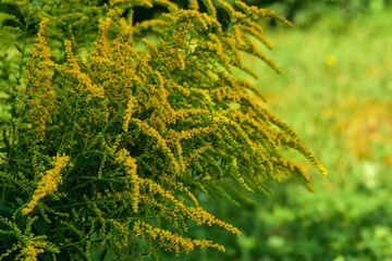 Blooming yellow ragweed bushes. Ambrosia on a summer day. Flowering goldenrod in the garden. Soft fucus. Dangerous flowers, poison.