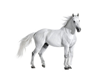 A majestic white horse, powerfully built, with a flowing mane and tail, stands against a black background, its coat gleaming