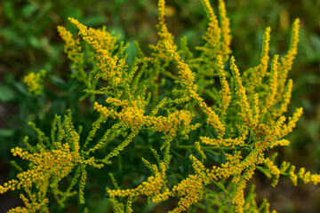 Blooming yellow ragweed bushes. Ambrosia on a summer day. Flowering goldenrod in the garden. Soft fucus. Dangerous flowers, poison.