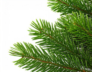 Naklejka premium Lush Green Pine Branches Isolated on White Background Perfect for Festive Designs