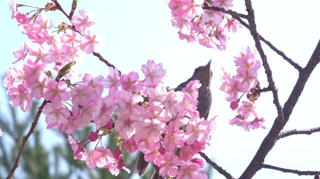 満開の早咲き桜、河津桜の花蜜を食べるヒヨドリのクローズアップ 4K