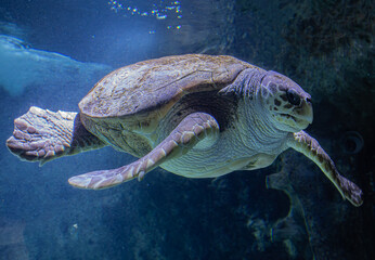 Tortue marine