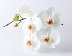Fototapeta premium Elegant White Phalaenopsis Orchids A Stunning Floral Display