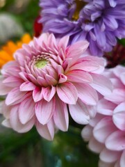Obraz premium beautiful bright dahlia flowers in the garden 