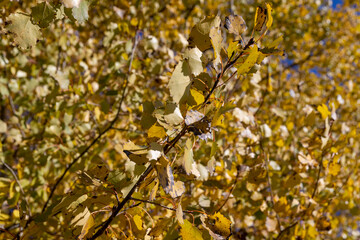 the beautiful foliage of the alder tree n in sunny weather, a deciduous tree with completely yellowed leaves during leaf fall