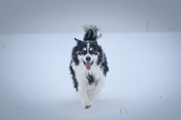 Tricolor border collie is running on the field in the snow. He is so fluffy dog.