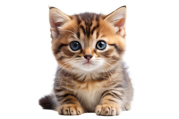 Adorable Brown Tabby Kitten Sitting and Looking at Camera on transparent background