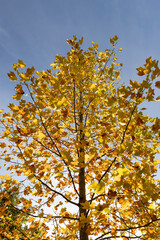 yellow autumn foliage of a tulip tree in Indian summer in the park, sunny weather, closeup
