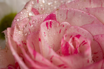 a large variety of flowers of different colors, a flower arrangement for giving from different colors and different types of flowers covered with water droplets