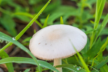 雨上がりの草地の白いキノコ03
