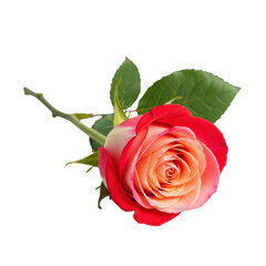 Fototapeta premium A vibrant red rose with delicate bicolored peach and creamy white petals, deep green stem, and leaf, lying flat on transparent background, ample copy space, concept of pure romance and natural
