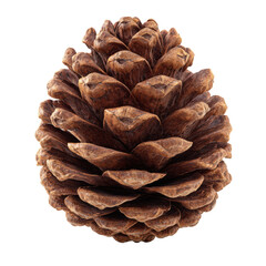 High-Resolution Pine Cone for Design