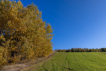 Fototapeta premium green wheat illuminated by bright sunlight in autumn and yellow foliage on trees, field in autumn with green wheat and trees during leaf fall growing at the edge of the field