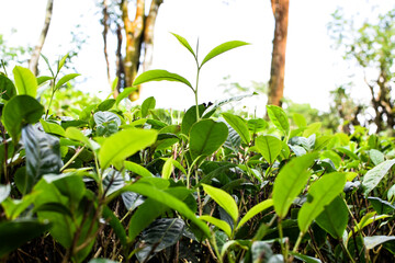 Tea leaves in closeup photo. Fresh Green tea tree leaves in eco herbal farm. Tree tea plantations in morning sunlight. Drinking organic tea relax heath plant. Green tea trees with two leaves and a bud