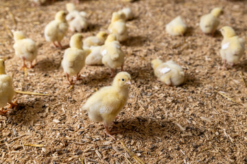 small chickens in a poultry farm on a litter of sawdust, small chickens of a meat breed in yellow fluff , industrial chicken farming , close up