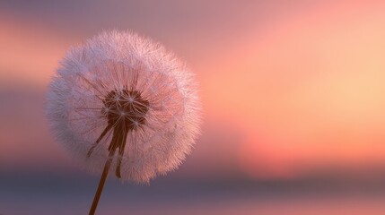 A delicate dandelion against a soft, warm sunset symbolizes hope and comfort, suitable for condolence and support cards during times of loss
