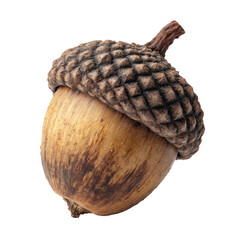 a Single Acorn