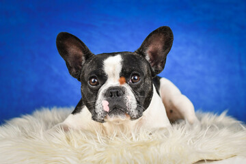 French Bulldog Posing on Faux Fur with Blue Background. A black and white French Bulldog with distinctive facial markings lies on a soft white faux fur rug against a rich blue studio backdrop