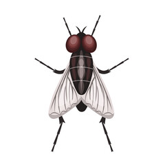 A fly isolated on a white background. Vector illustration of an insect.
