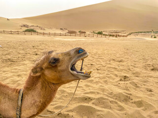 camel in the desert