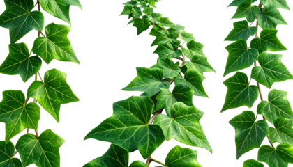 Ivy, nature, and greenery combine in this realistic illustration of a delicate trailing vine, with vibrant green leaves beautifully arranged and perfectly detailed, artistically displayed, and careful