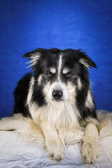Calm Border Collie Posing Against Blue Background. A well-groomed black and white Border Collie is lying on a soft white faux fur blanket, placed over a crumpled white sheet. The dog gazes calmly