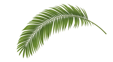 Obraz premium Curved palm frond isolated PNG with Transparent Background