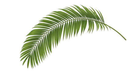 Curved palm frond isolated PNG with Transparent Background
