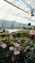 Seedlings of perennial flowers grow in a greenhouse nursery.