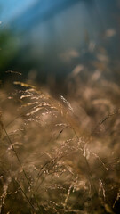 Molinia arundinacea in autumn garden. Decorative grasses and cereals in landscape design