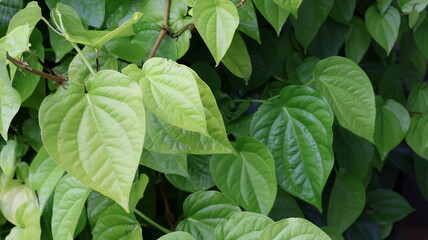 green leaves in the garden