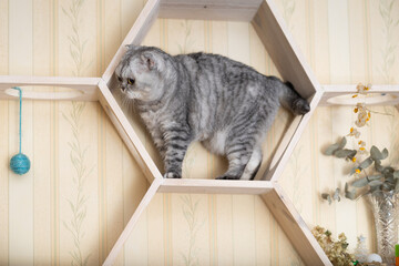 Playful young gray scottish fold cat interested with hanging beads while walking on wall mounted wooden shelf