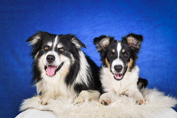 Two happy Border Collie dogs posing together in studio.Portrait of two cheerful Border Collie dogs lying side by side on a fluffy rug, looking at the camera with tongues out. Studio shot with blue