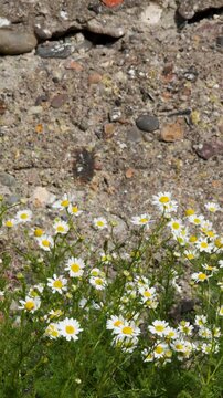 Chamomile Flowers Swaying in Sunlight Against Old Stone Wall