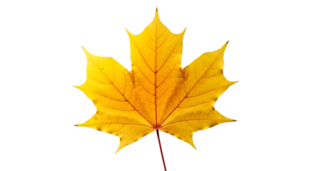 Yellow maple leaf isolated PNG with Transparent Background