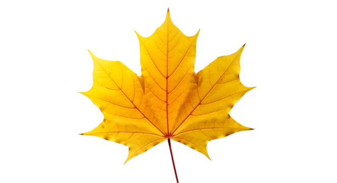 Yellow maple leaf isolated PNG with Transparent Background