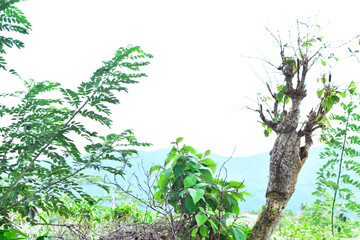 Scenic Mountain Landscape with Green Forest Trees under Blue Sky and White Clouds in Tropical Nature. Beautiful Mountain Valley with Lush Green Forest, Natural Mountain Hills Covered with Green Trees